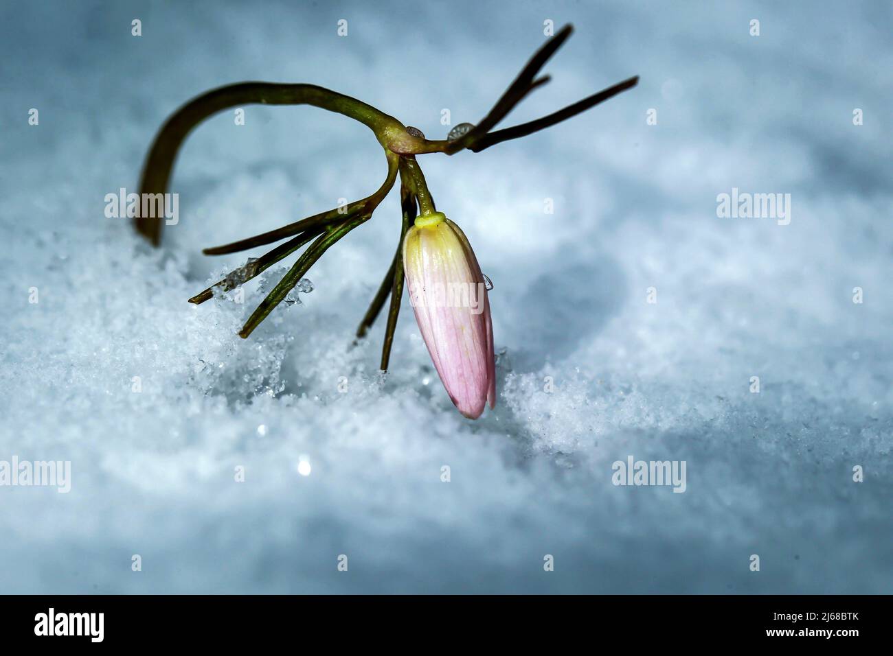 Neve e ghiaccio nel ghiaccio fiori fioriscono Foto Stock