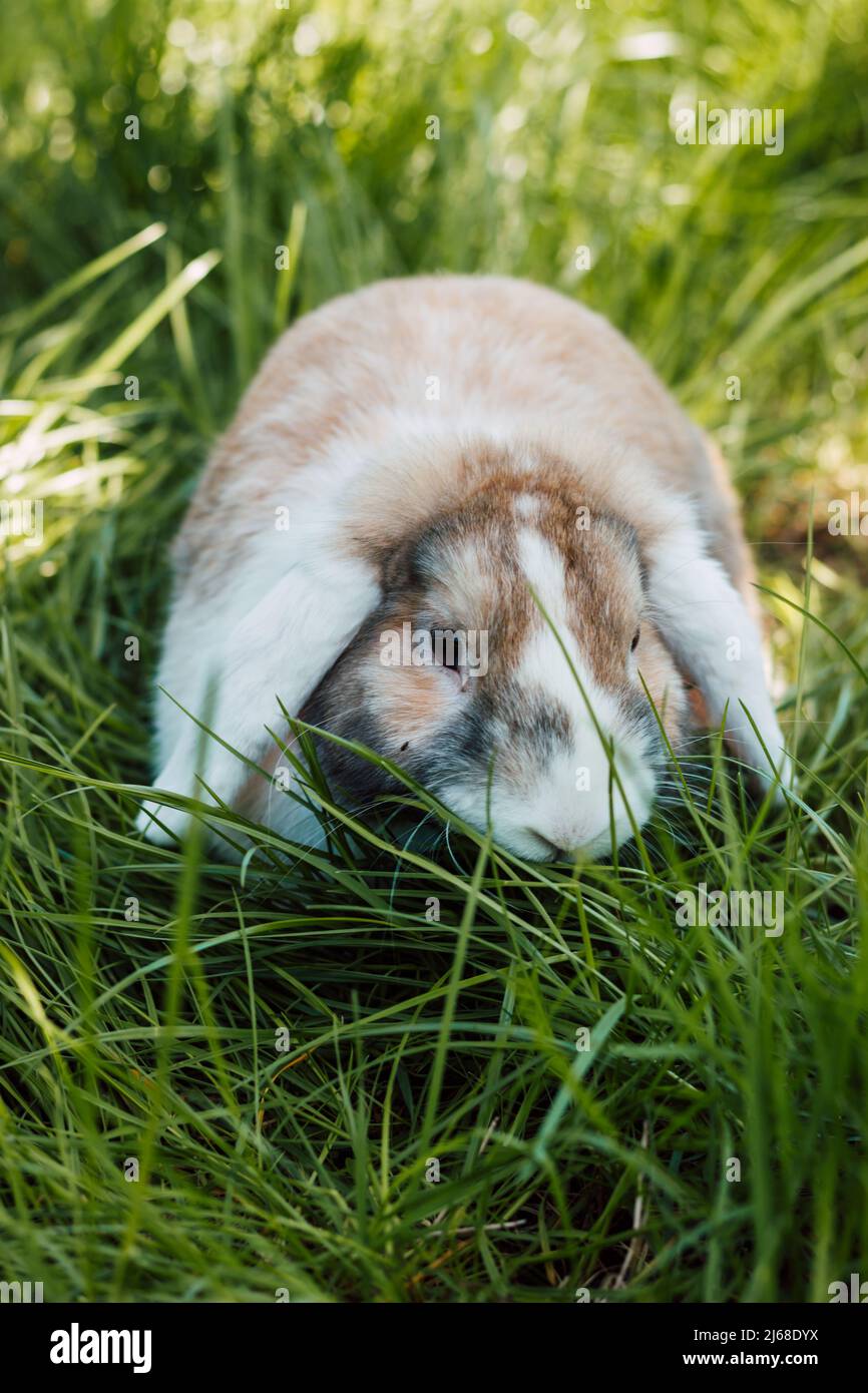 Il coniglio folto-earred domestico siede in erba verde spessa Foto Stock