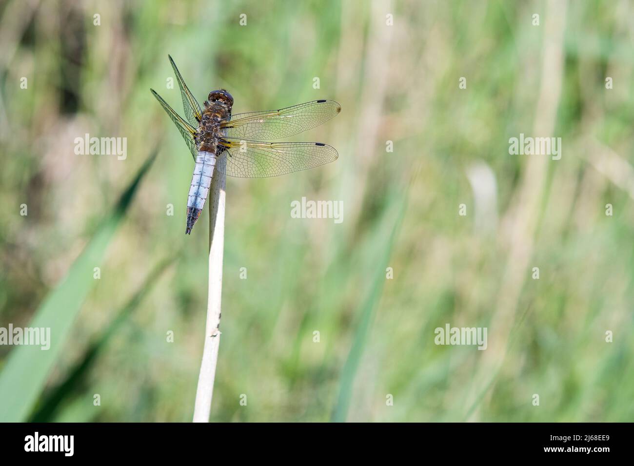 Gomma scarpata (Libellula fulva), maschio, con punte delle ali nere. Foto Stock