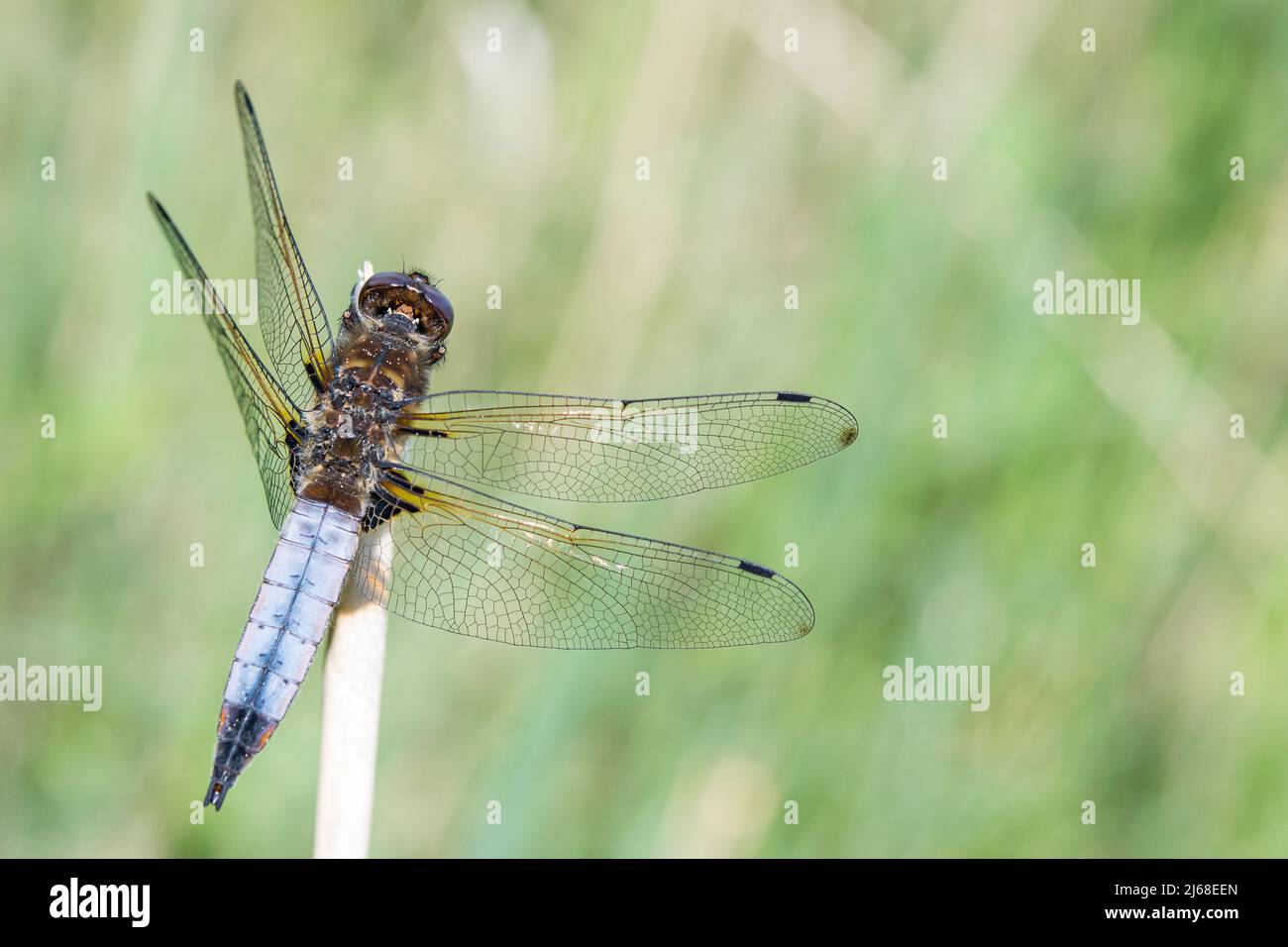 Gomma scarpata (Libellula fulva), maschio, con punte delle ali nere. Foto Stock