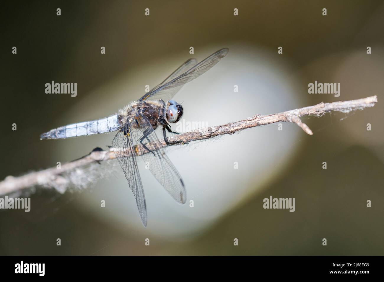Gomma scarsa (Libellula fulva), maschio, senza punte delle ali nere. Foto Stock