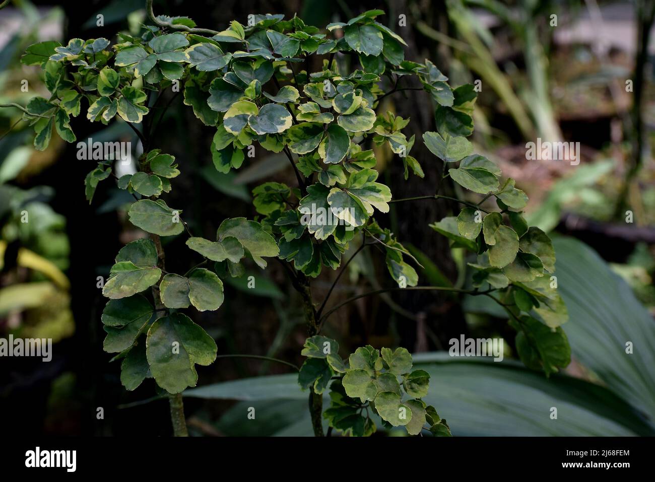Una pianta di Ivy ad un giardino di orchidee in india Foto Stock