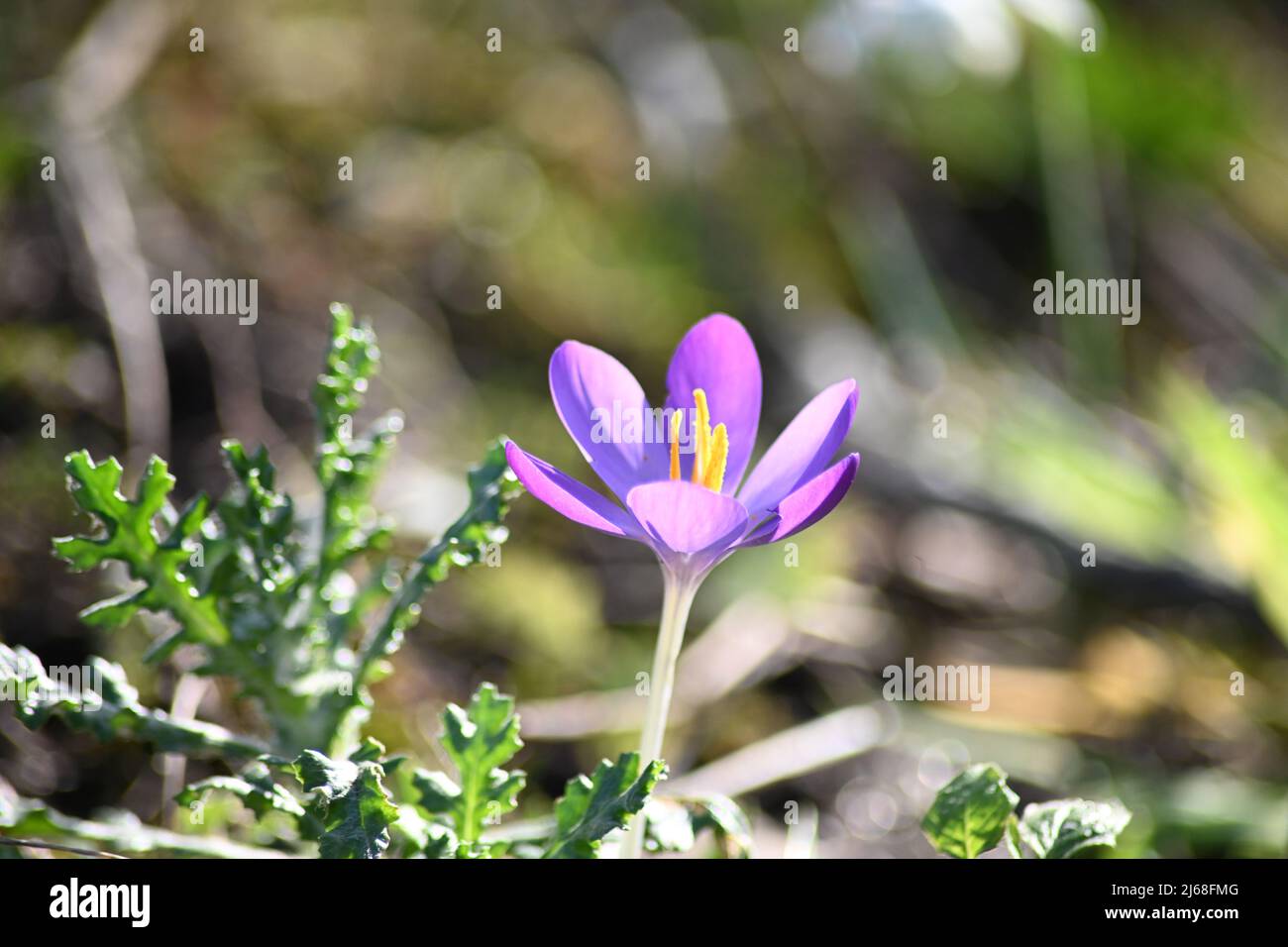 Una bella completamente fiorita Crocus tommasinianus, Whitewell viola, Early Crocus, eleganti petali viola con il sole primaverile che irra Foto Stock