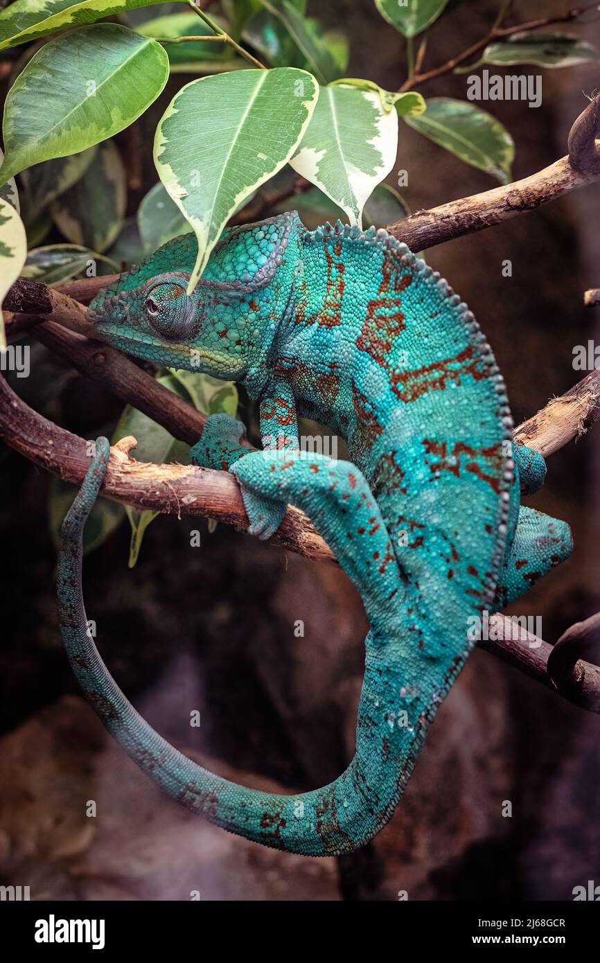 Panter Chameleon su un ramo, furcifer pardalis Foto Stock