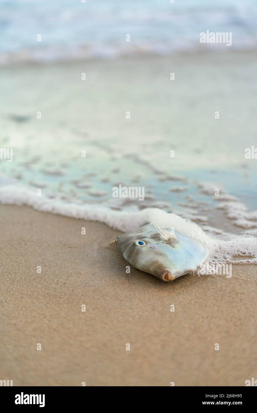 Pesce di mare sulla spiaggia di sabbia con spruzzi Foto Stock