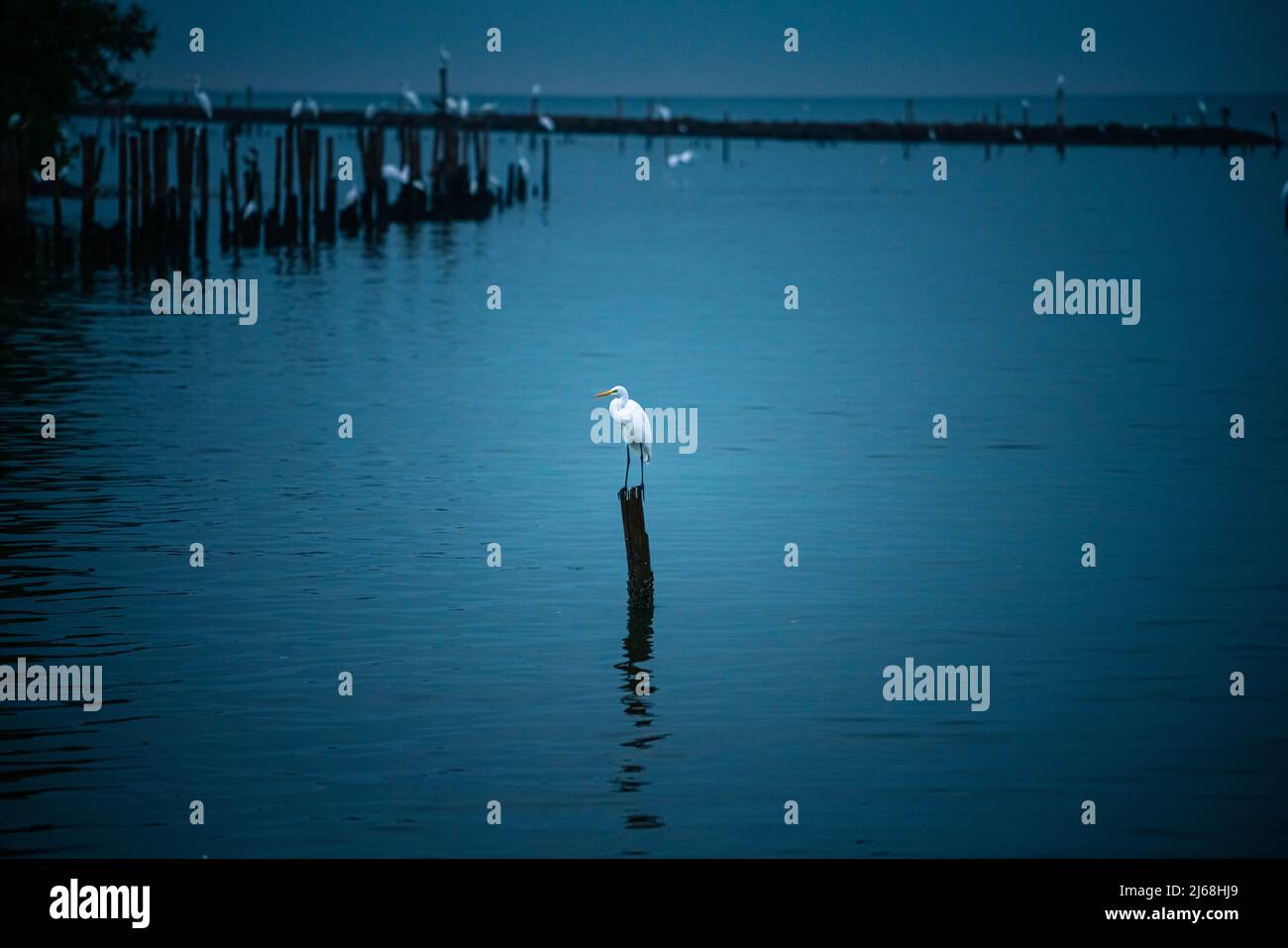 Uccelli Egret bianchi in piedi su un pezzo di legno in mezzo al mare Foto Stock