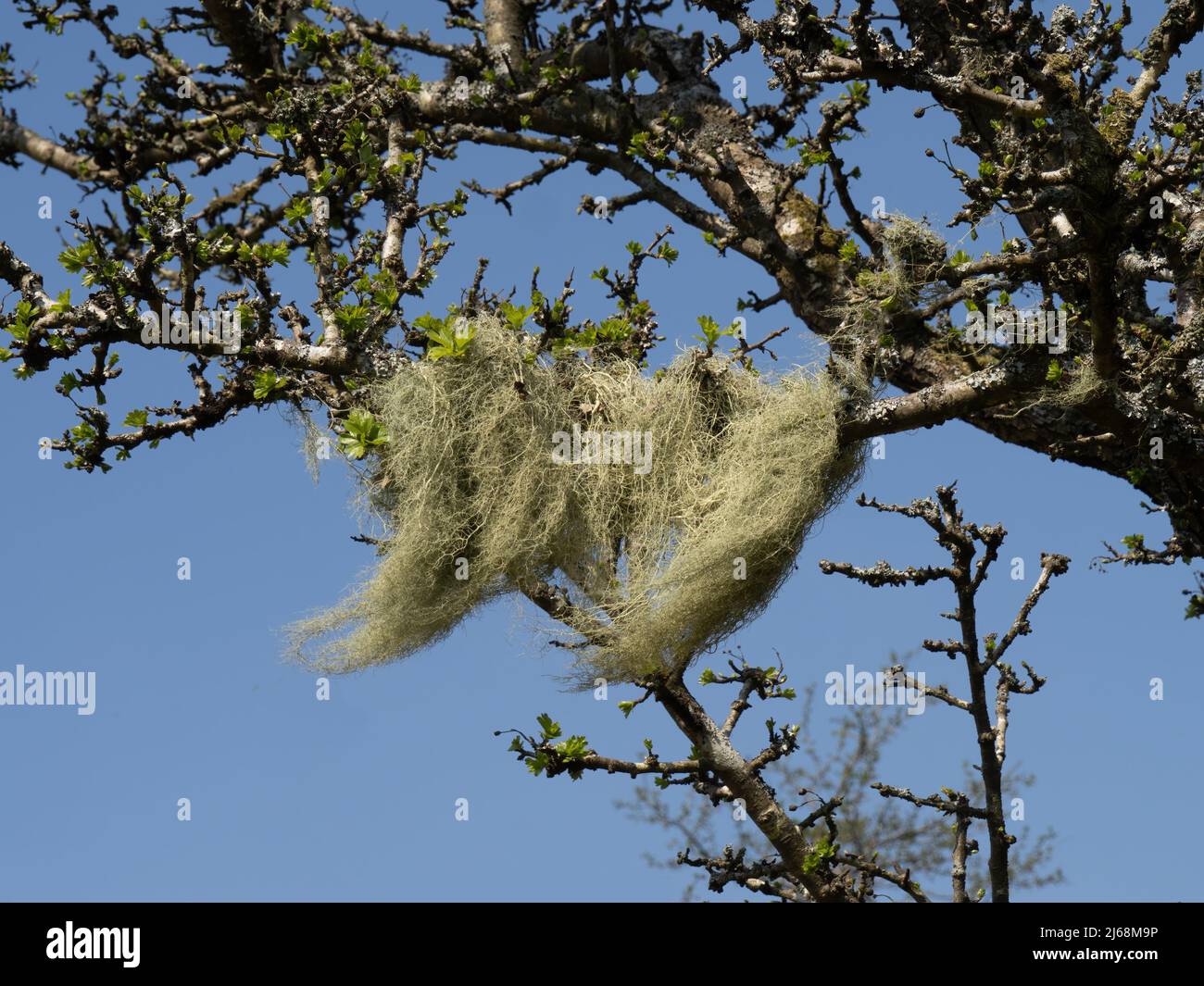 Fruticose Lichen Usnea aka barba dell'uomo anziano o Lichen della barba. Exmoor, Devon, Regno Unito. Foto Stock