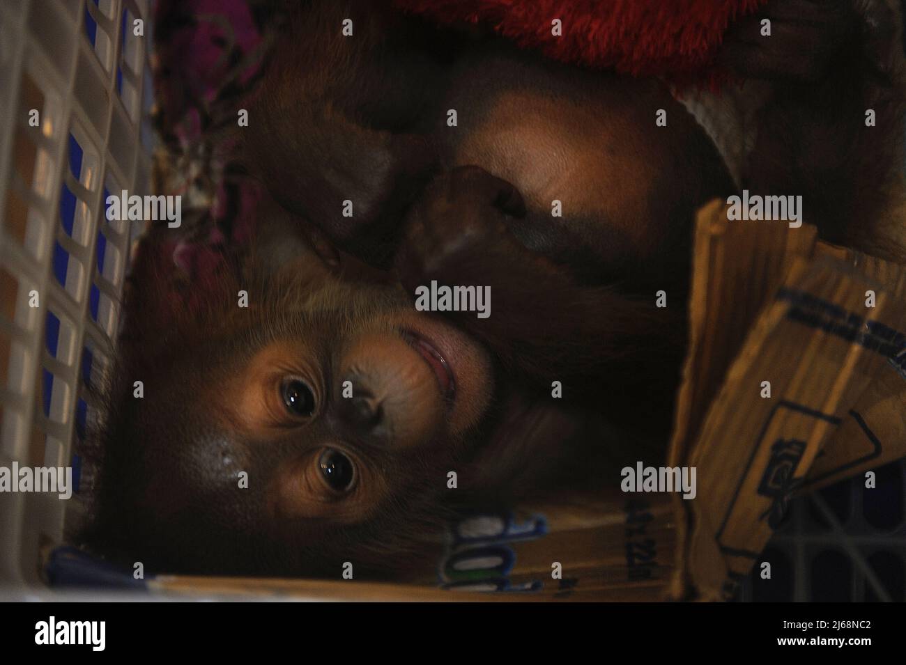 Indonesia. 28th Apr 2022. Personale di polizia della direzione dei crimini speciali - Cyber ​​Police per la regione del Nord Sumatra è visto mostrare la prova di una incursioni del commercio della fauna selvatica, un bambino maschio Sumatran orangutan (Pongo abelii), -1 mesi, nella sede centrale della polizia di Sumatra Nord a Medan, provincia del Nord Sumatra, Indonesia il 28 aprile 2022. Una persona su cinque diventa sospetto che è stato arrestato in un agguato durante la transazione di "Call of Duty" di un orangutan illegale di fauna selvatica all'interno di un'auto. In precedenza, queste informazioni erano state coordinate e investigate dalla BKSDA, dalla polizia, dalla Sumatra Eco-proje Foto Stock