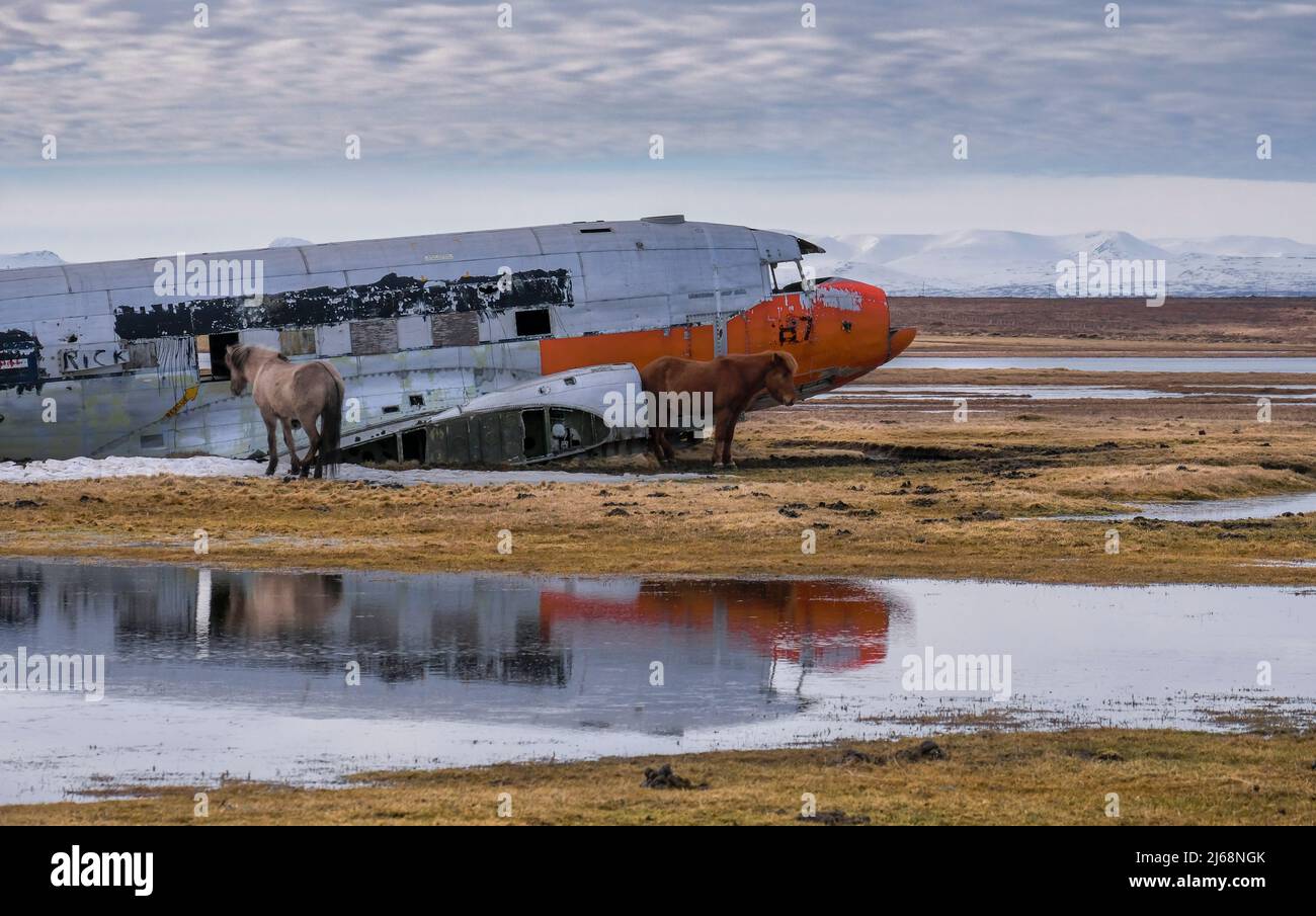 Islandpferde vor der 1969 verunglückte Douglas DC-3 (C-47J) a Þórshöfn, Nordost-Island - cavalli di fronte a un Douglas DC-3, si sono schiantati nel 1969 Foto Stock
