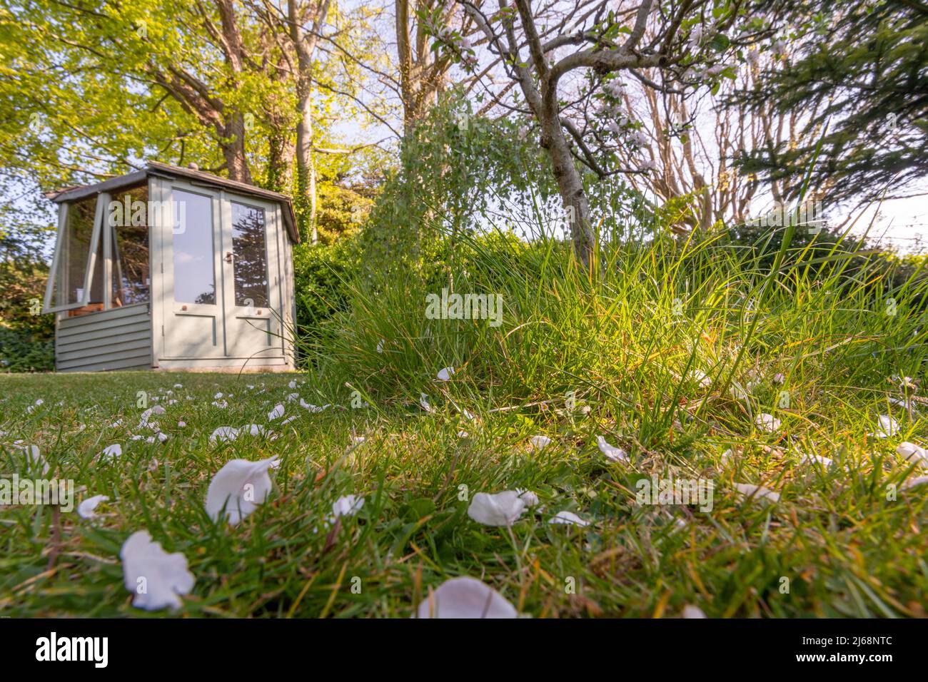 East Sussex, Regno Unito. 29th Apr 2022. No Mow maggio. Un giardino nel Sussex orientale, Regno Unito. No Mow maggio, un'iniziativa nazionale destinata a sostenere la vita vegetale nativa e gli impollinatori locali dovrebbe vedere un ulteriore aumento in giardinieri che non tagliano i loro prati questo maggio e così permettendo vegetazione naturale e popolazioni indigene di insetti prosperano, Secondo la Charity Plant Life come lancia la sua campagna di maggio 2022. Credit: Reppans/Alamy Live News Foto Stock