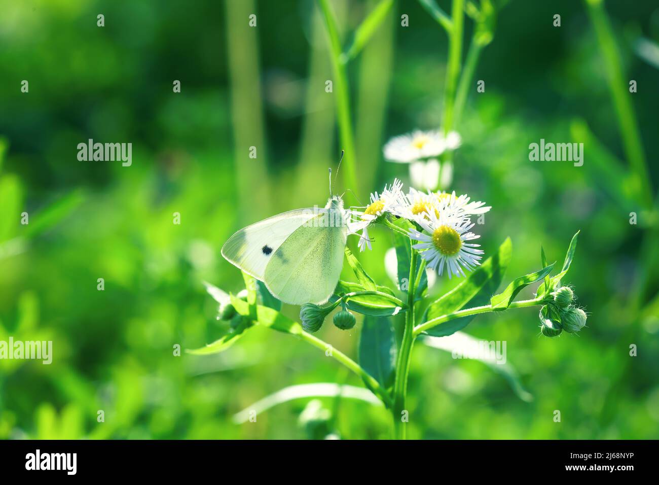 Grande cavolo farfalla bianca volare in campo verde estate. Bellezza Pieris brassicae insetto su fiori selvatici si siede su margherita fleabane fiore primo piano, sole ligh Foto Stock