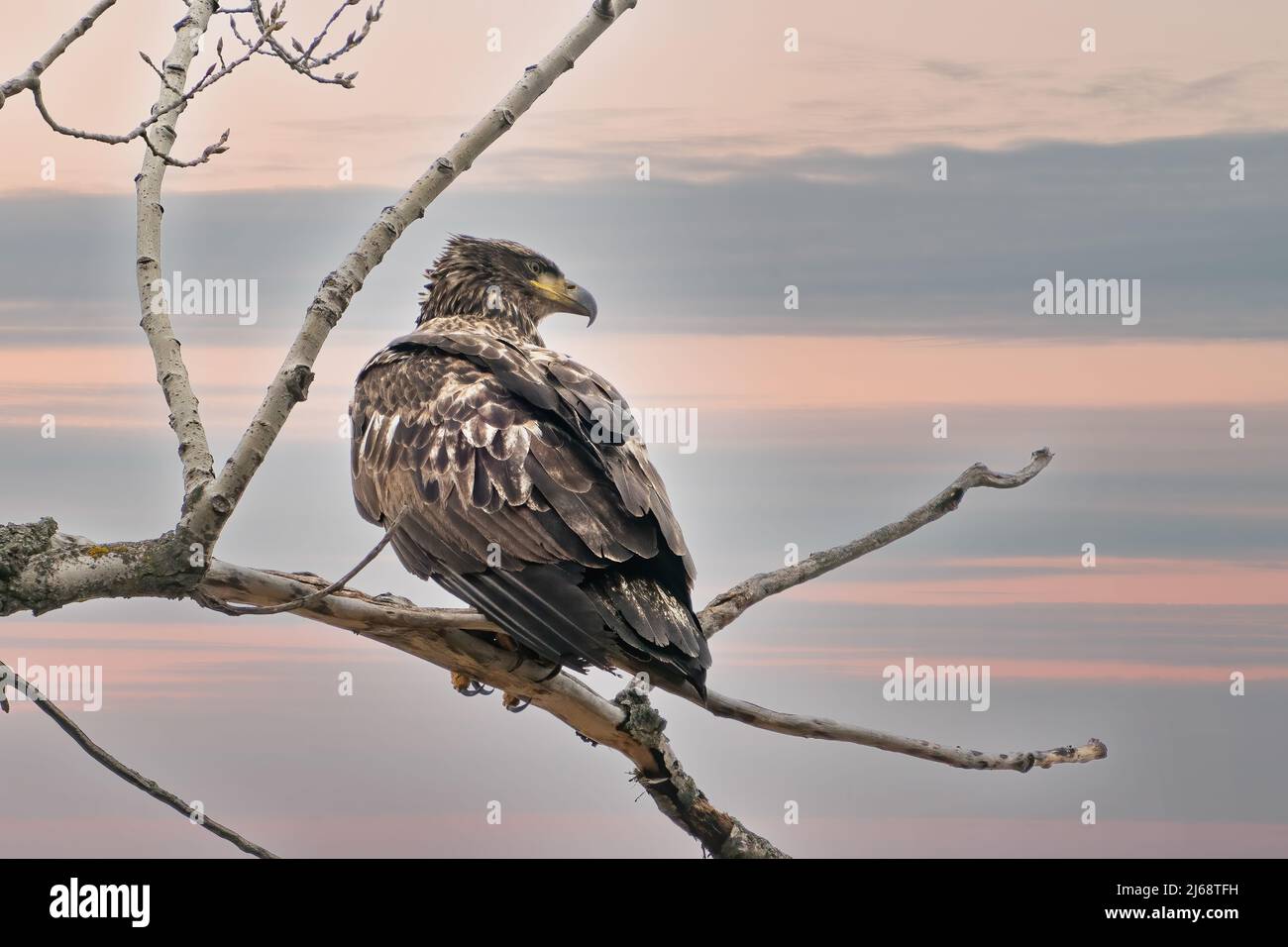 Ha fotografato questa giovane aquila Bald, arroccata su un albero, alla ricerca del suo prossimo pasto in un pomeriggio di drago in una riserva naturale nella rurale Door County WI. Foto Stock