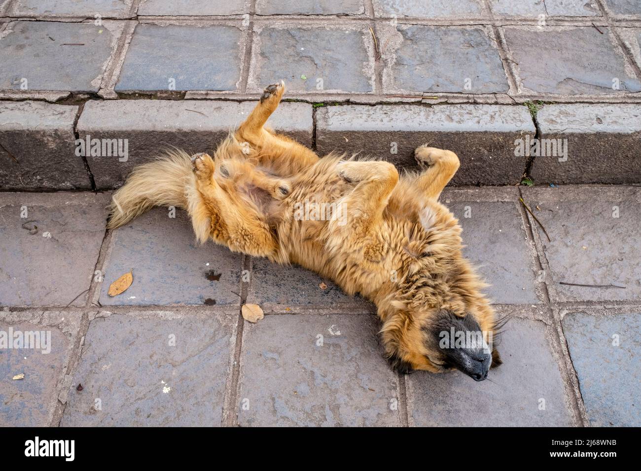 Un cane che dorme in strada, Cusco, Provincia di Cusco, Perù. Foto Stock