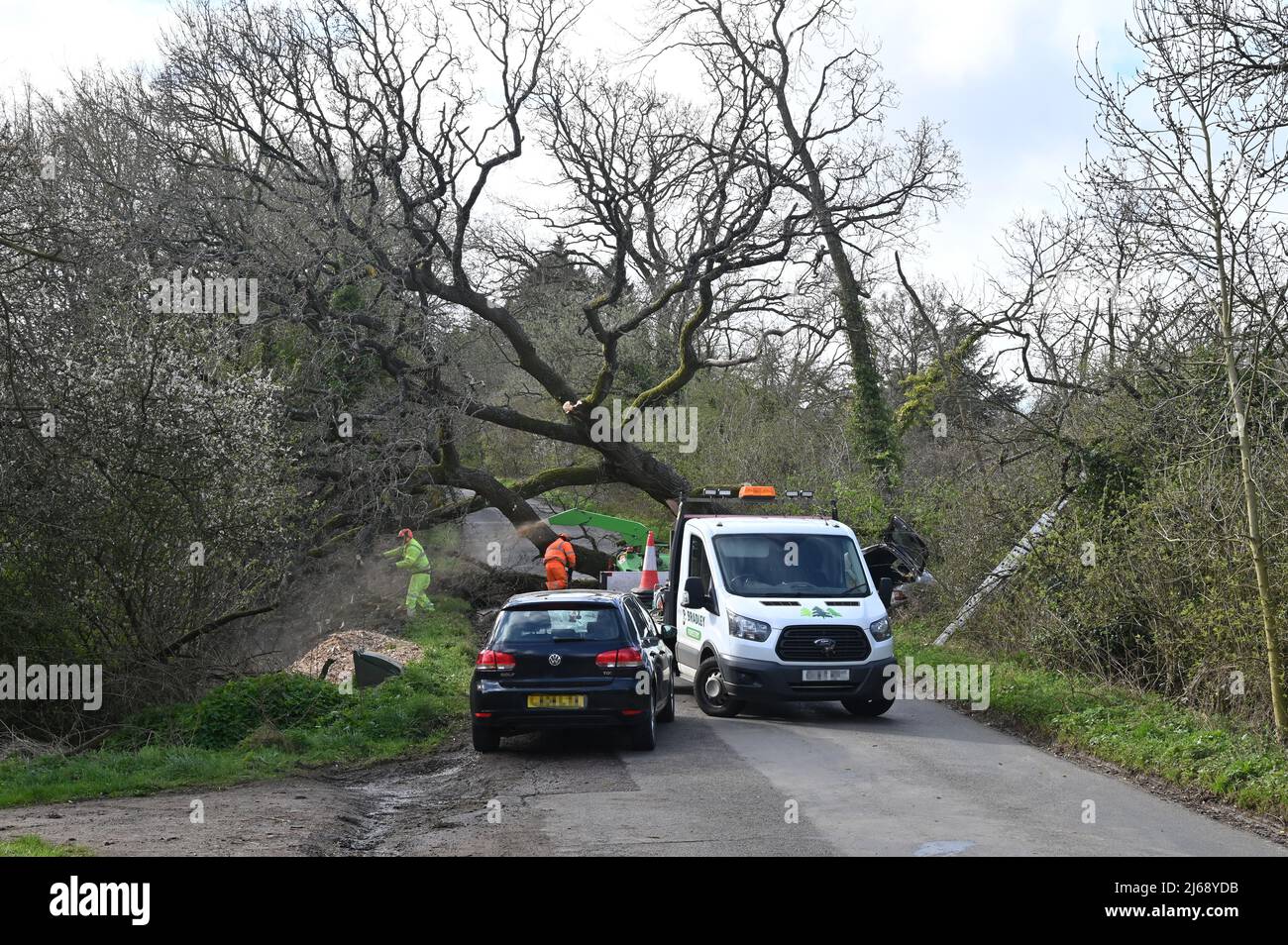 Operai che sgomberano un albero che era caduto attraverso una strada che conduce fuori del villaggio nord di Oxfordshire di Hook Norton Foto Stock