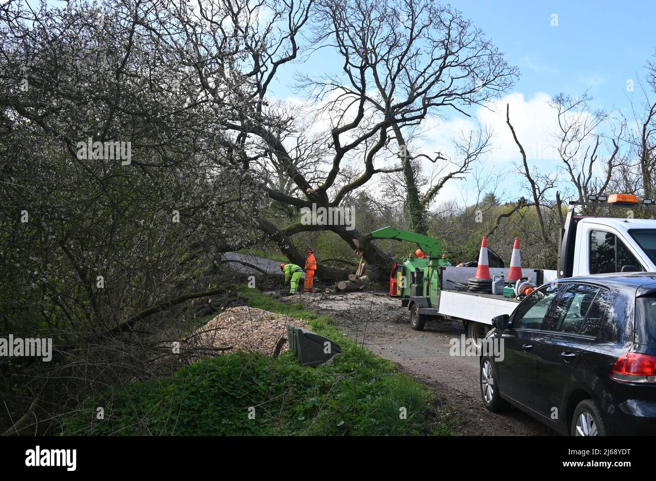 Operai che sgomberano un albero che era caduto attraverso una strada che conduce fuori del villaggio nord di Oxfordshire di Hook Norton Foto Stock