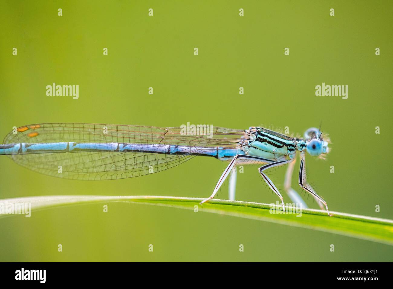 La damselfly bianca o la zampa di piume blu (Platycnemis Pennipes) è una damselfly di acque fangose e fluide, maschio. Foto Stock