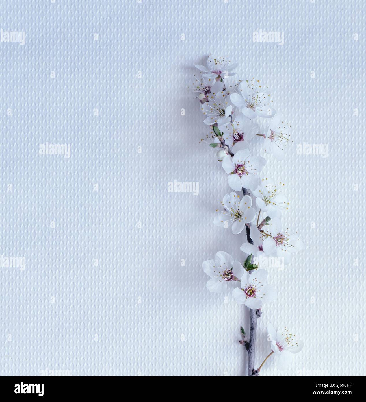 Delicata primavera sakura fiori close up con spazio copia per il design. Foto Stock