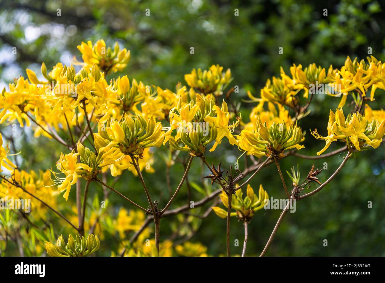 Rhododendron luteum, azalea gialla, Isabella Plantation, Richmond Park, Londra, Inghilterra, Regno Unito Foto Stock