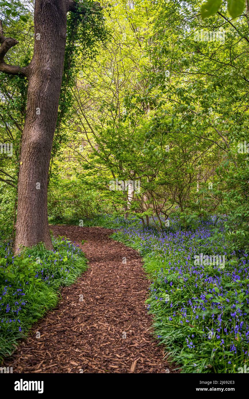 Bluebells in Isabella Plantation, Richmond Park, Londra, Inghilterra, Regno Unito Foto Stock