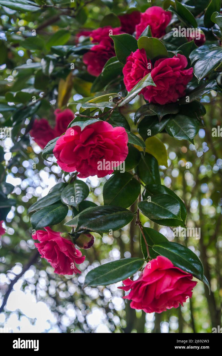 Camellia japonica 'domani' , Isabella Plantation, Richmond Park, Londra, Inghilterra, REGNO UNITO Foto Stock Camellia japonica 'domani' , Isabella Plantation, Richmond Park, Londra, Inghilterra, REGNO UNITO Foto Stock