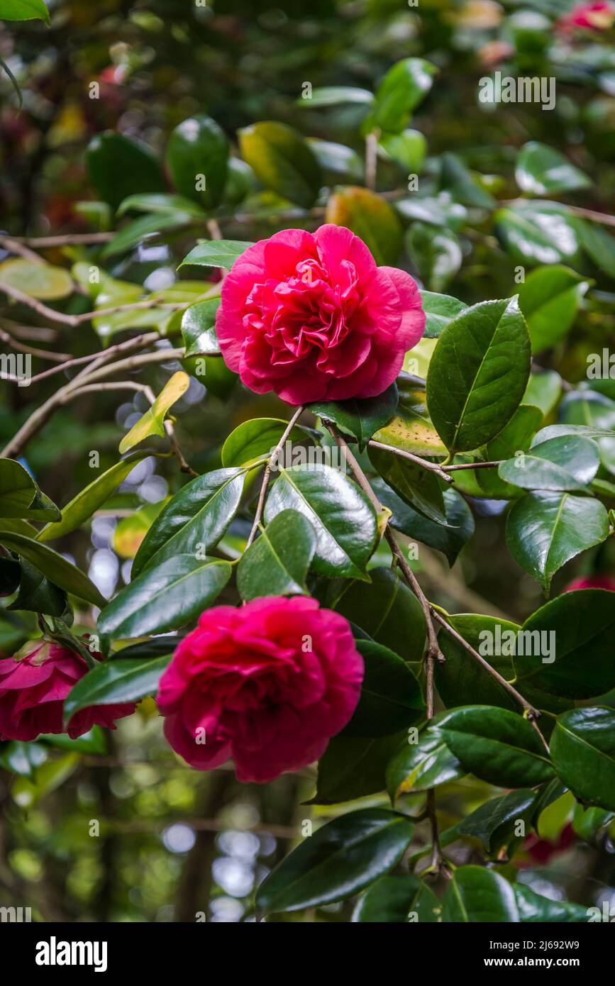 Camellia japonica 'domani' , Isabella Plantation, Richmond Park, Londra, Inghilterra, REGNO UNITO Foto Stock