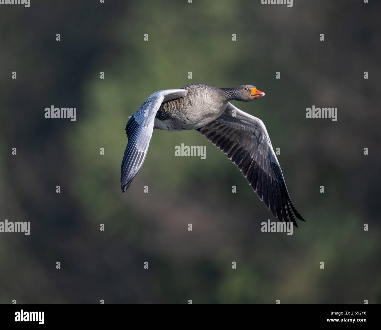 Un'oca grigiastra (anser anser) aggraziata in volo su un lago nel Kent. Foto Stock