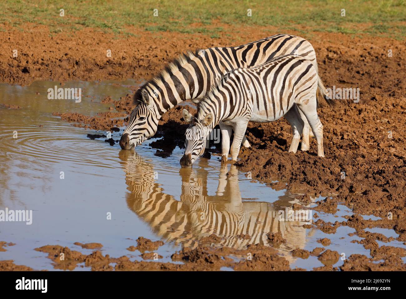 Pianure zebras (Equus burchelli) bere in un pozzo, Parco Nazionale Mokala, Sudafrica Foto Stock
