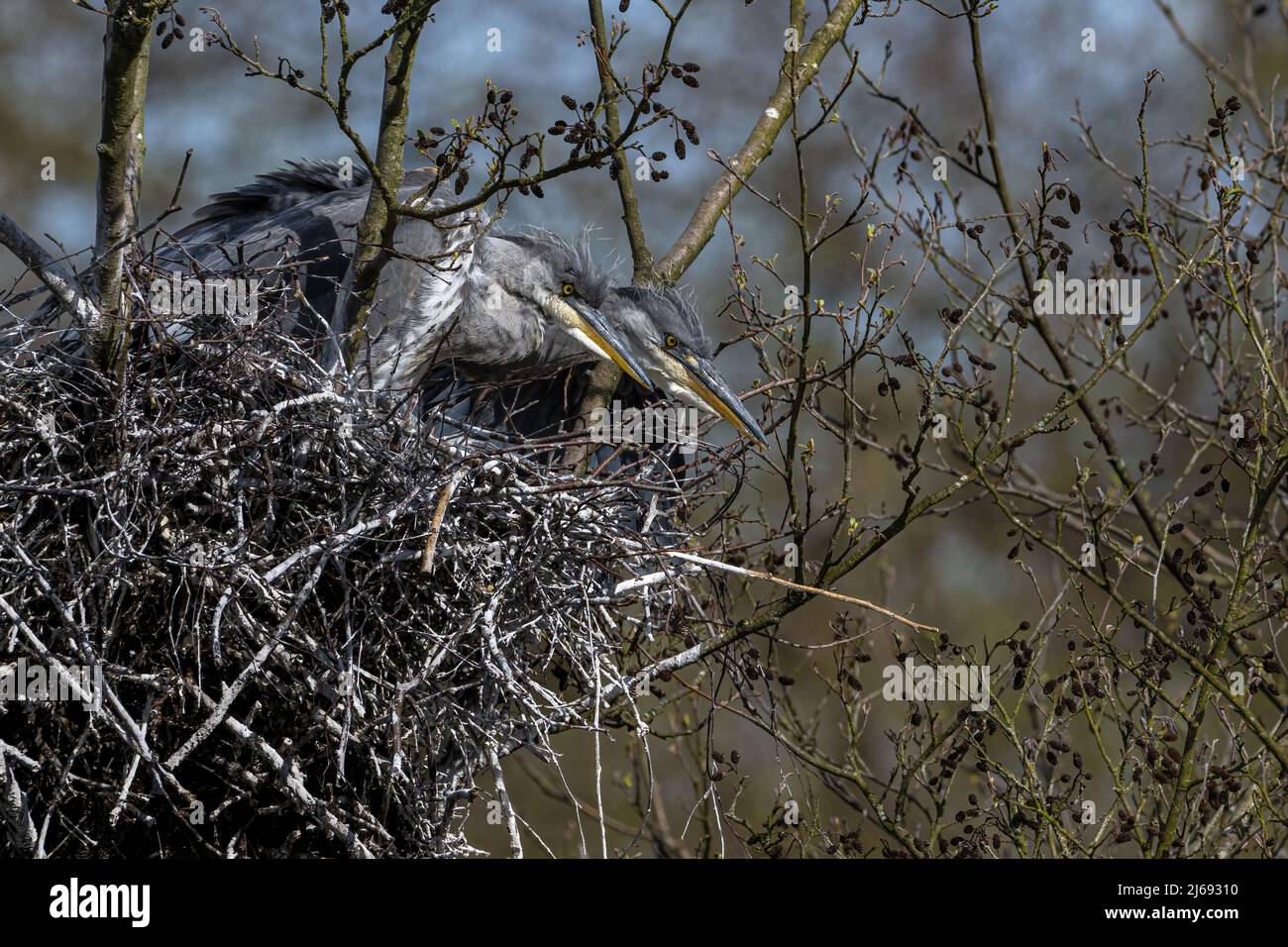 Due pulcini Jurassic Looking Grey Heron (Ardea cinerea) tengono sotto controllo l'alto nella sicurezza del loro nido. Foto Stock