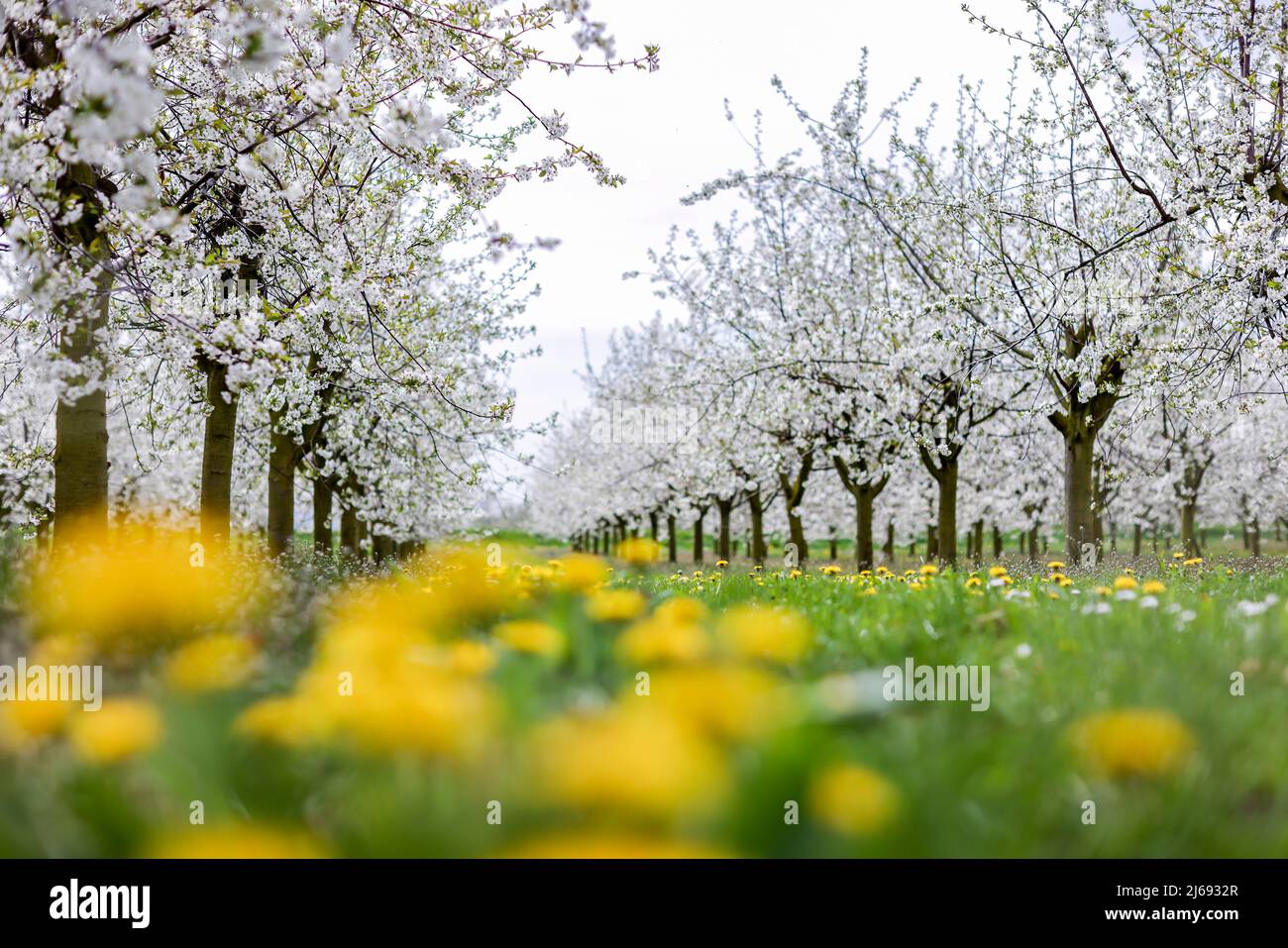 29 aprile 2022, Sassonia, Grimma: I ciliegi fioriscono su dente di leone in una piantagione vicino a Dürrweitzschen. Il gruppo Obstland coltiva principalmente mele nella regione, ma anche ciliegie, fragole, prugne e ribes. La frutta viene venduta direttamente con il marchio Sachsenobst o trasformata in succhi di frutta nella sala stampa dell'azienda. Foto: Jan Woitas/dpa Foto Stock