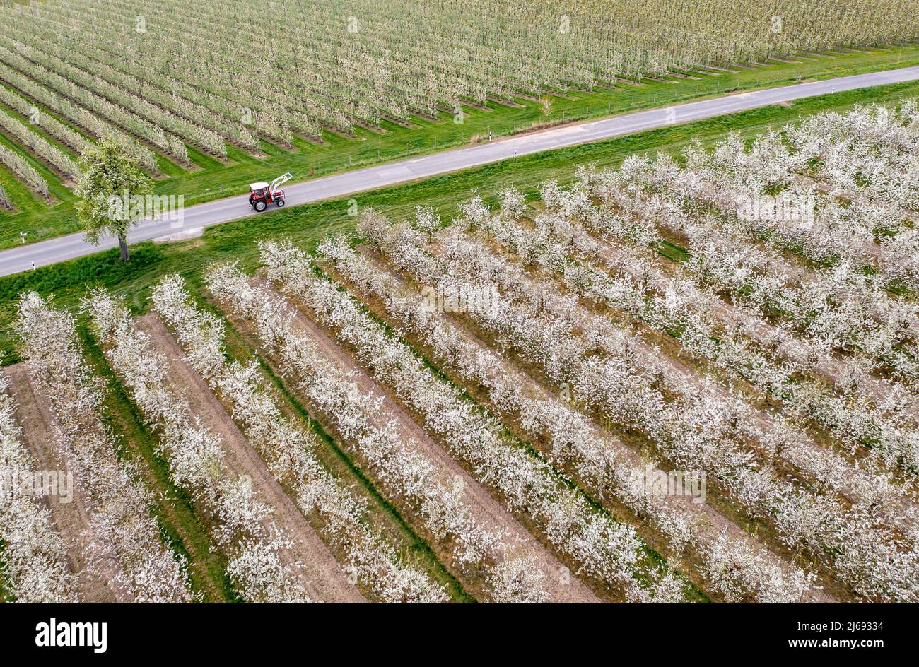 29 aprile 2022, Sassonia, Grimma: Un trattore passa accanto a frutteti fioriti di ciliegi nei pressi di Dürrweitzschen. Il gruppo Obstland coltiva principalmente mele nella regione, ma anche ciliegie, fragole, prugne e ribes. La frutta viene venduta direttamente con il marchio Sachsenobst o trasformata in succhi di frutta nella sala stampa dell'azienda. (Vista aerea con drone) Foto: Jan Woitas/dpa Foto Stock