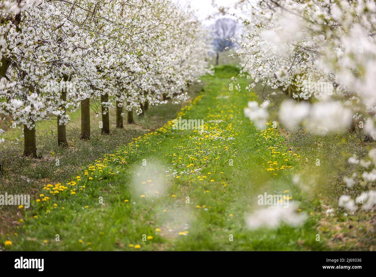 29 aprile 2022, Sassonia, Grimma: Fiori di ciliegio in una piantagione vicino a Dürrweitzschen. Il gruppo Obstland coltiva principalmente mele nella regione, ma anche ciliegie, fragole, prugne e ribes. La frutta viene venduta direttamente con il marchio Sachsenobst o trasformata in succhi di frutta nella sala stampa dell'azienda. Foto: Jan Woitas/dpa Foto Stock