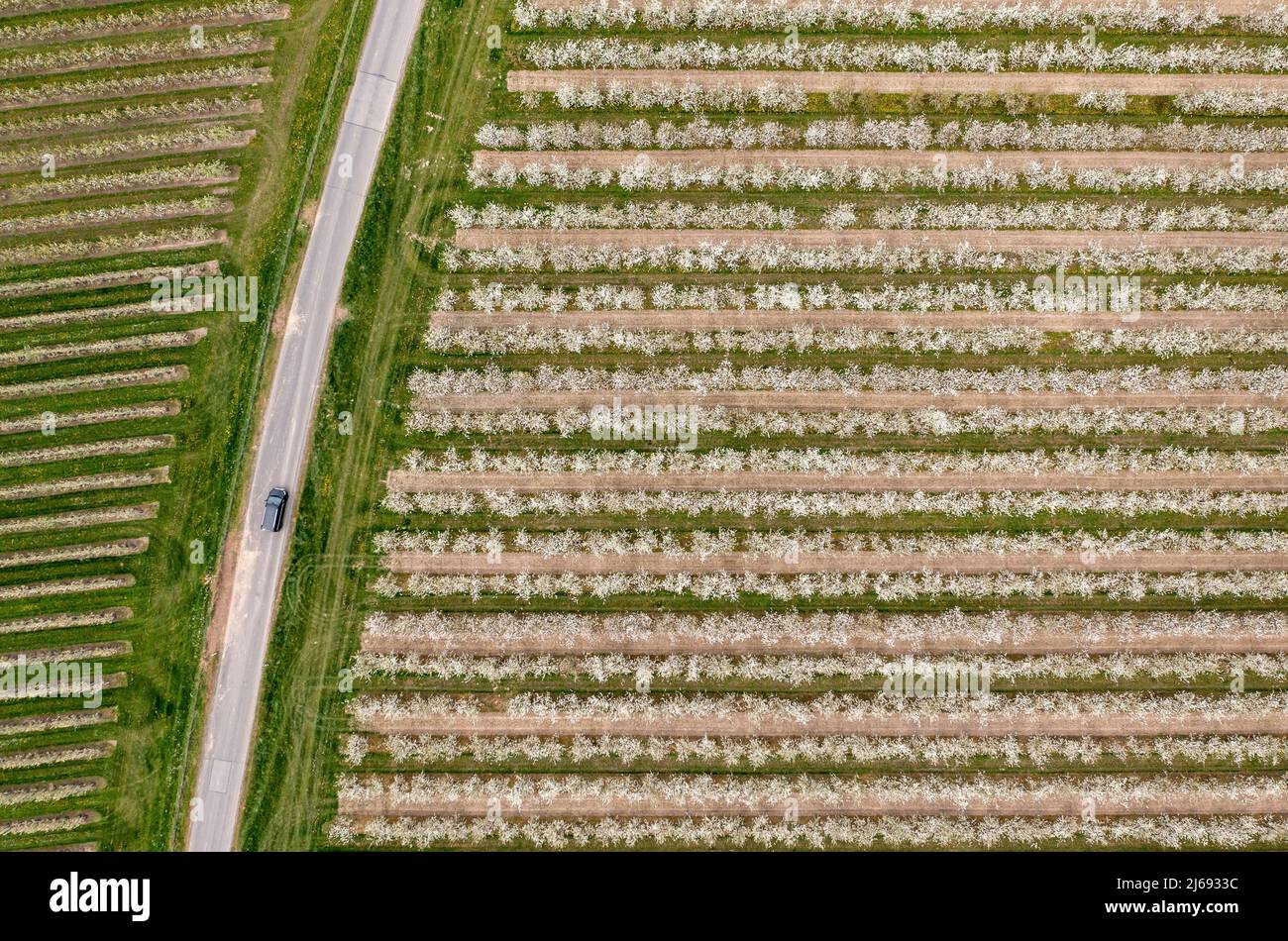 29 aprile 2022, Sassonia, Grimma: Fiori di ciliegio in una piantagione vicino a Dürrweitzschen. Il gruppo Obstland coltiva principalmente mele nella regione, ma anche ciliegie, fragole, prugne e ribes. La frutta viene venduta direttamente con il marchio Sachsenobst o trasformata in succhi di frutta nella sala stampa dell'azienda. (Vista aerea con drone) Foto: Jan Woitas/dpa Foto Stock