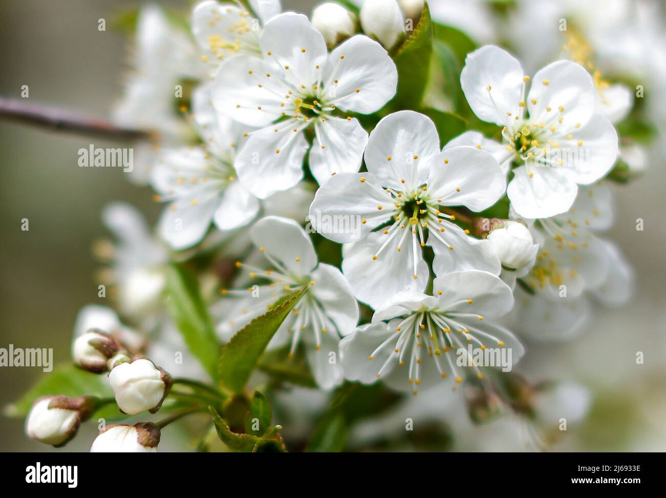 29 aprile 2022, Sassonia, Grimma: Fiori di ciliegio in una piantagione vicino a Dürrweitzschen. Il gruppo Obstland coltiva principalmente mele nella regione, ma anche ciliegie, fragole, prugne e ribes. La frutta viene venduta direttamente con il marchio Sachsenobst o trasformata in succhi di frutta nella sala stampa dell'azienda. Foto: Jan Woitas/dpa Foto Stock