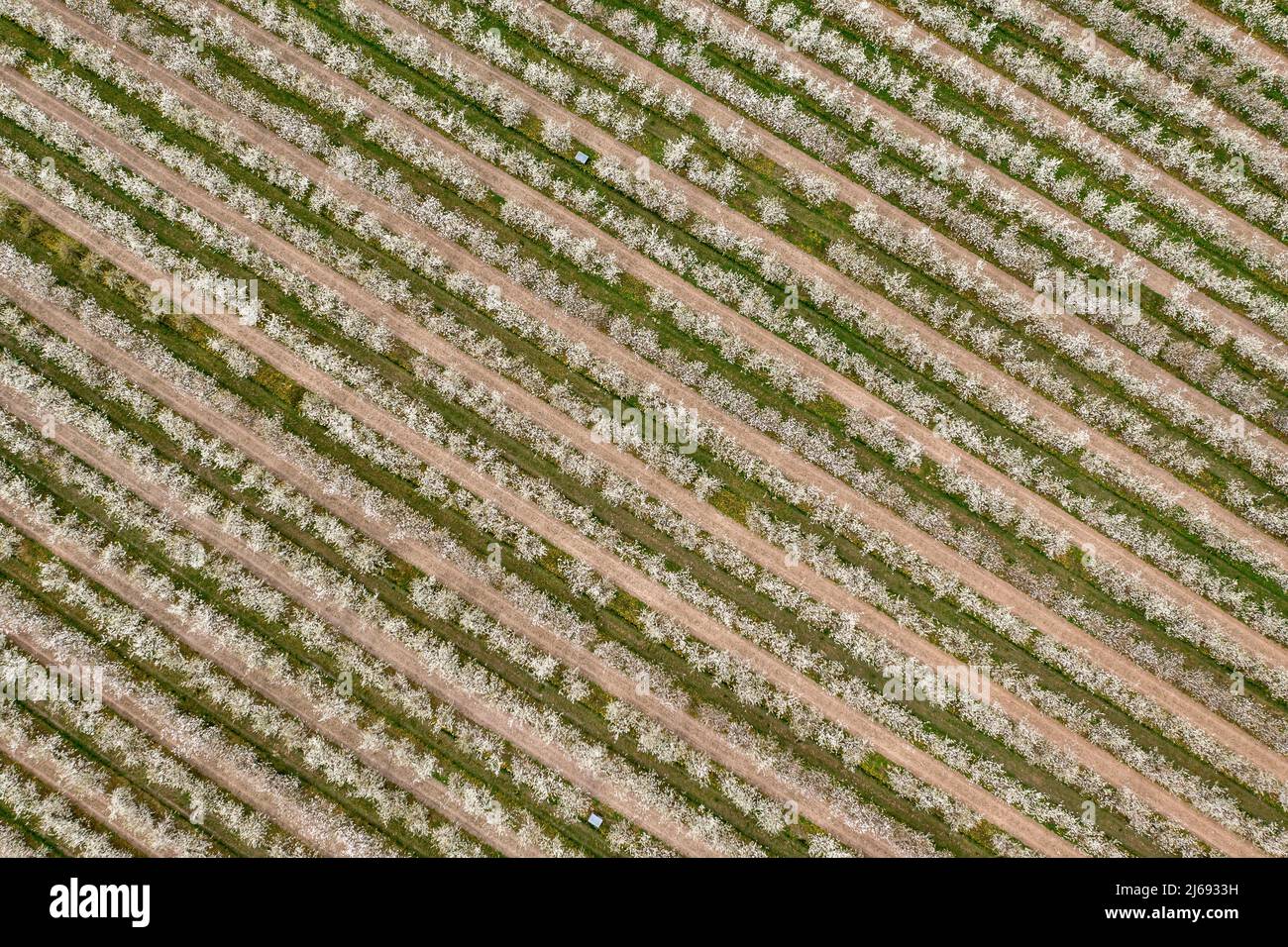 29 aprile 2022, Sassonia, Grimma: Fiori di ciliegio in una piantagione vicino a Dürrweitzschen. Il gruppo Obstland coltiva principalmente mele nella regione, ma anche ciliegie, fragole, prugne e ribes. La frutta viene venduta direttamente con il marchio Sachsenobst o trasformata in succhi di frutta nella sala stampa dell'azienda. (Vista aerea con drone) Foto: Jan Woitas/dpa Foto Stock