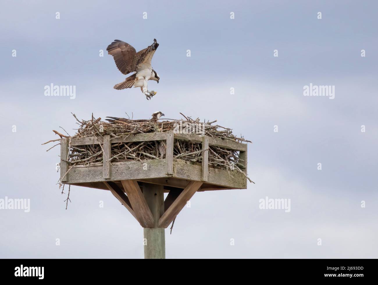 Osprey (Pandion haliaetus) che vola con le ali aperte riporta un pesce al nido a Dunrobin, Canada Foto Stock