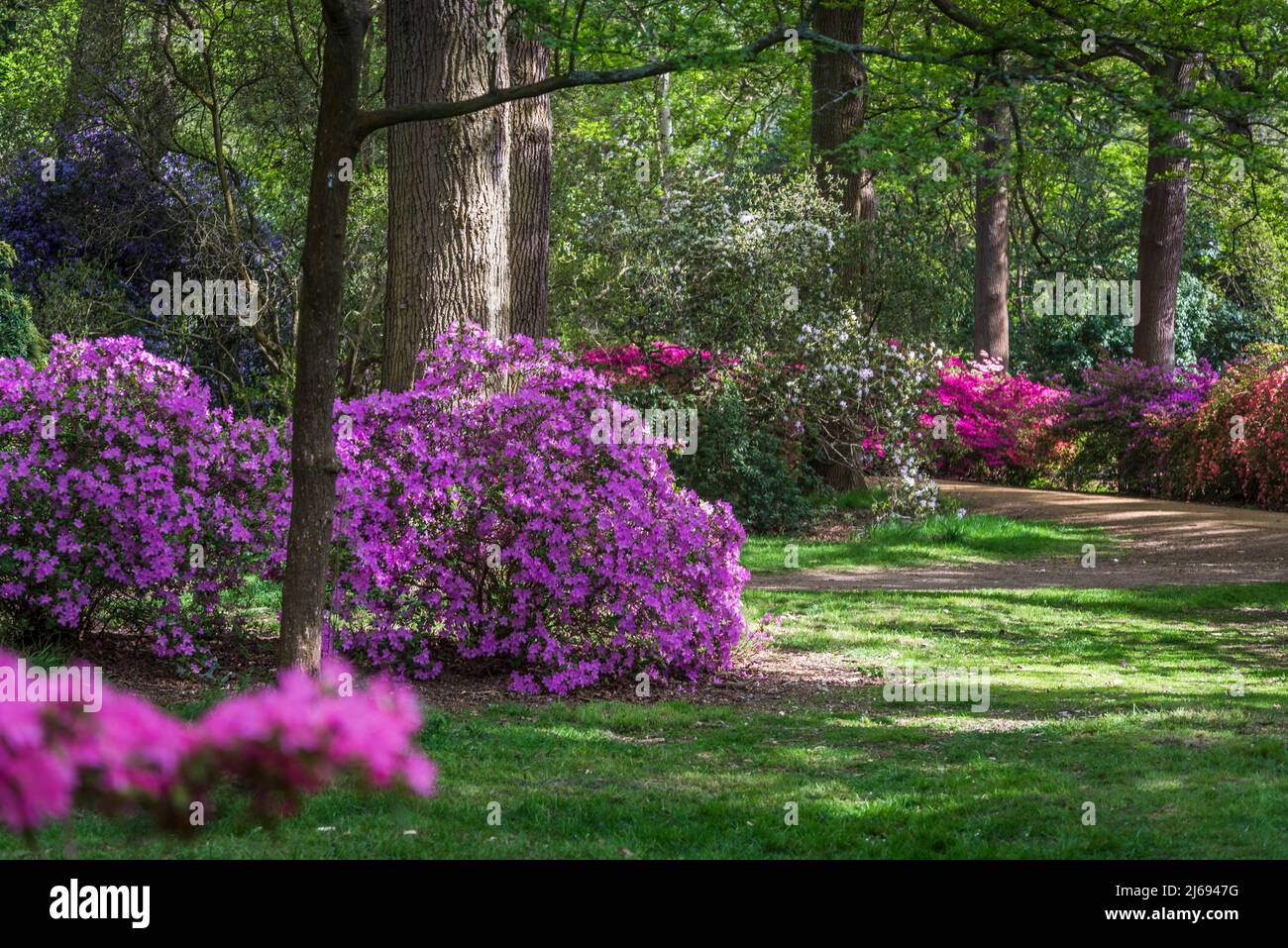 Azalea in Isabella Plantation, Richmond Park, Londra, Inghilterra, Regno Unito Foto Stock Azalea in Isabella Plantation, Richmond Park, Londra, Inghilterra, Regno Unito Foto Stock