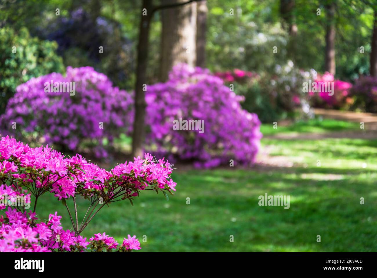 Azalea in Isabella Plantation, Richmond Park, Londra, Inghilterra, Regno Unito Foto Stock Azalea in Isabella Plantation, Richmond Park, Londra, Inghilterra, Regno Unito Foto Stock