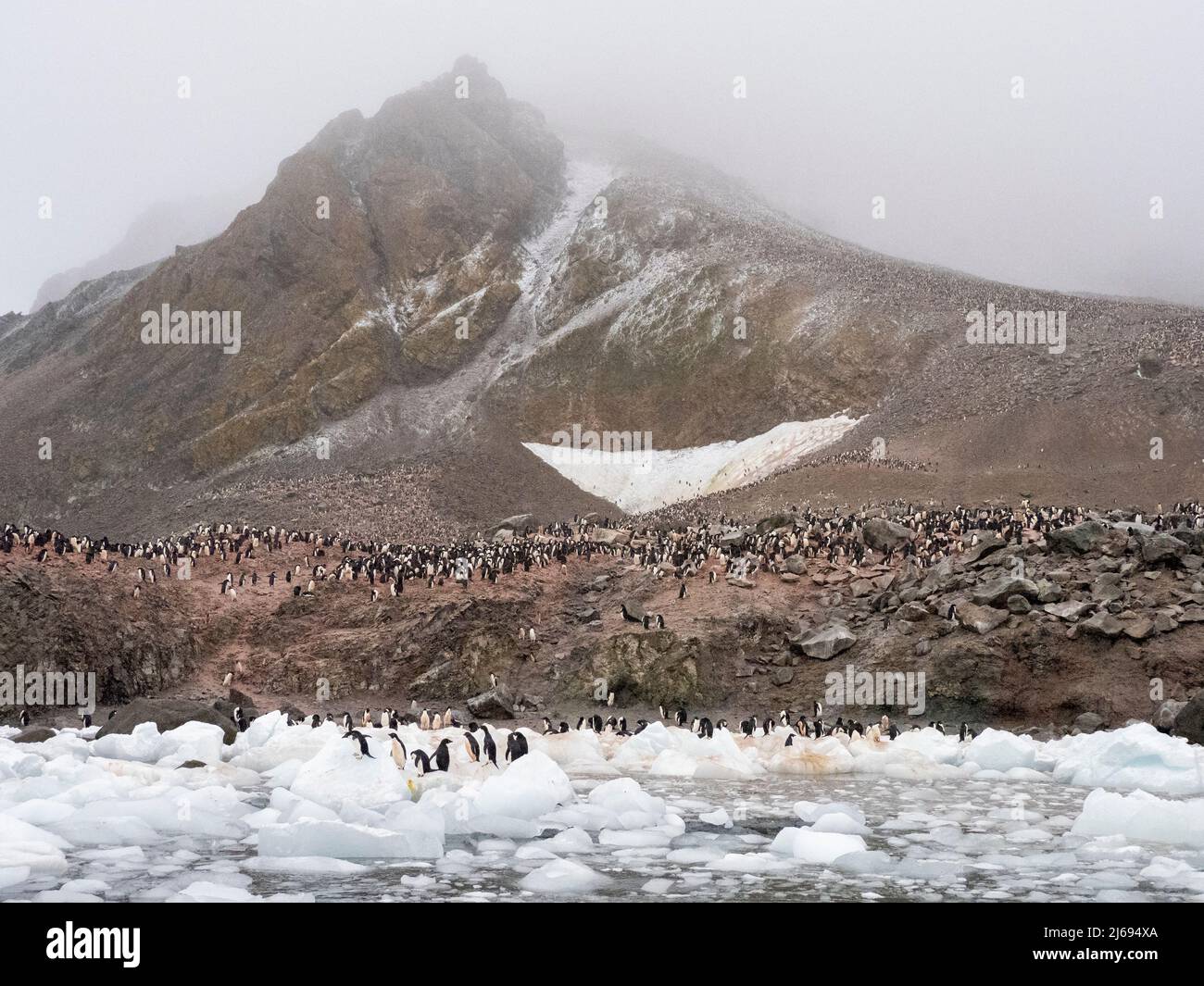 Pinguini di Adelie (Pygoscelis adeliae), su una gallina di ghiaccio in una colonia di allevamento sull'isola di Joinville, Antartide, regioni polari Foto Stock