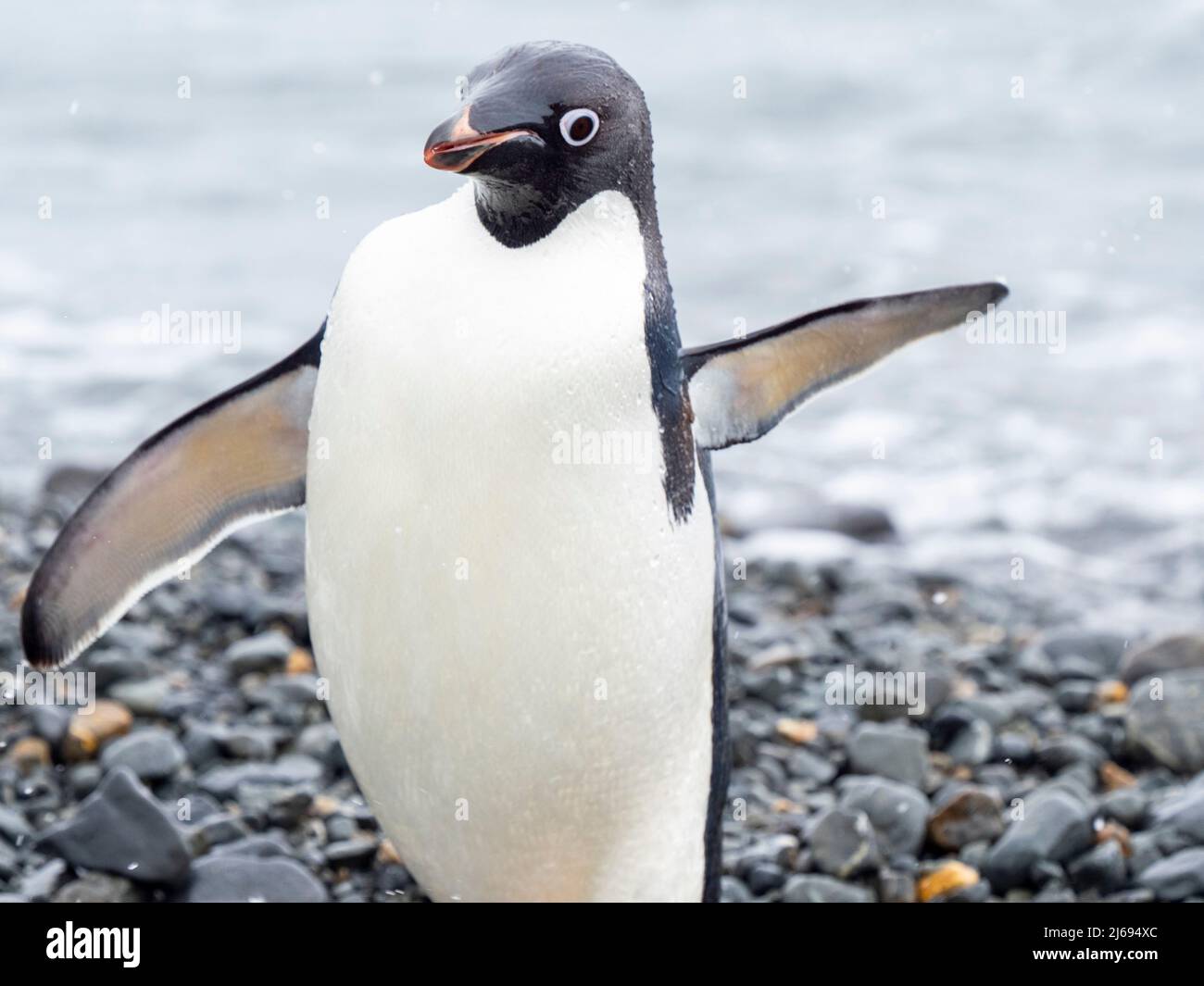 Adelie pinguino (Pygoscelis adeliae), sulla spiaggia di ritorno dal mare, Tay Head, Isola di Joinville, Antartide, regioni polari Foto Stock
