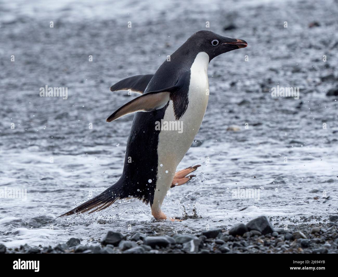 Adelie pinguino (Pygoscelis adeliae), ritorno dal mare, Tay Head, Isola di Joinville, Antartide, regioni polari Foto Stock