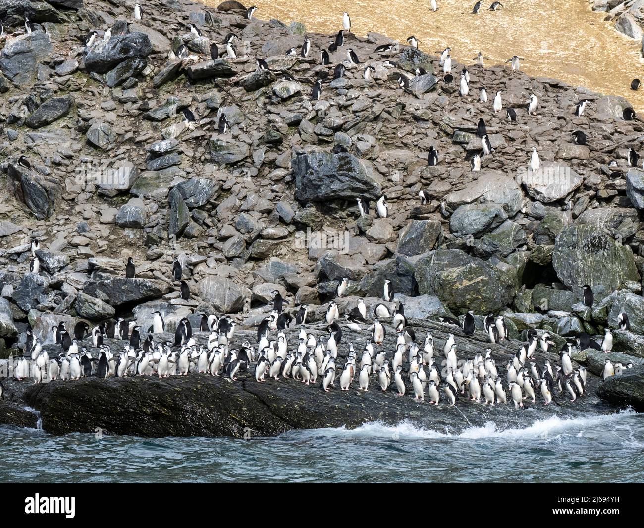 Pinguini da cinta (Pygoscelis antarcticus), marciando verso il mare sull'isola di Coronation, Orkneys del Sud, Antartide, regioni polari Foto Stock