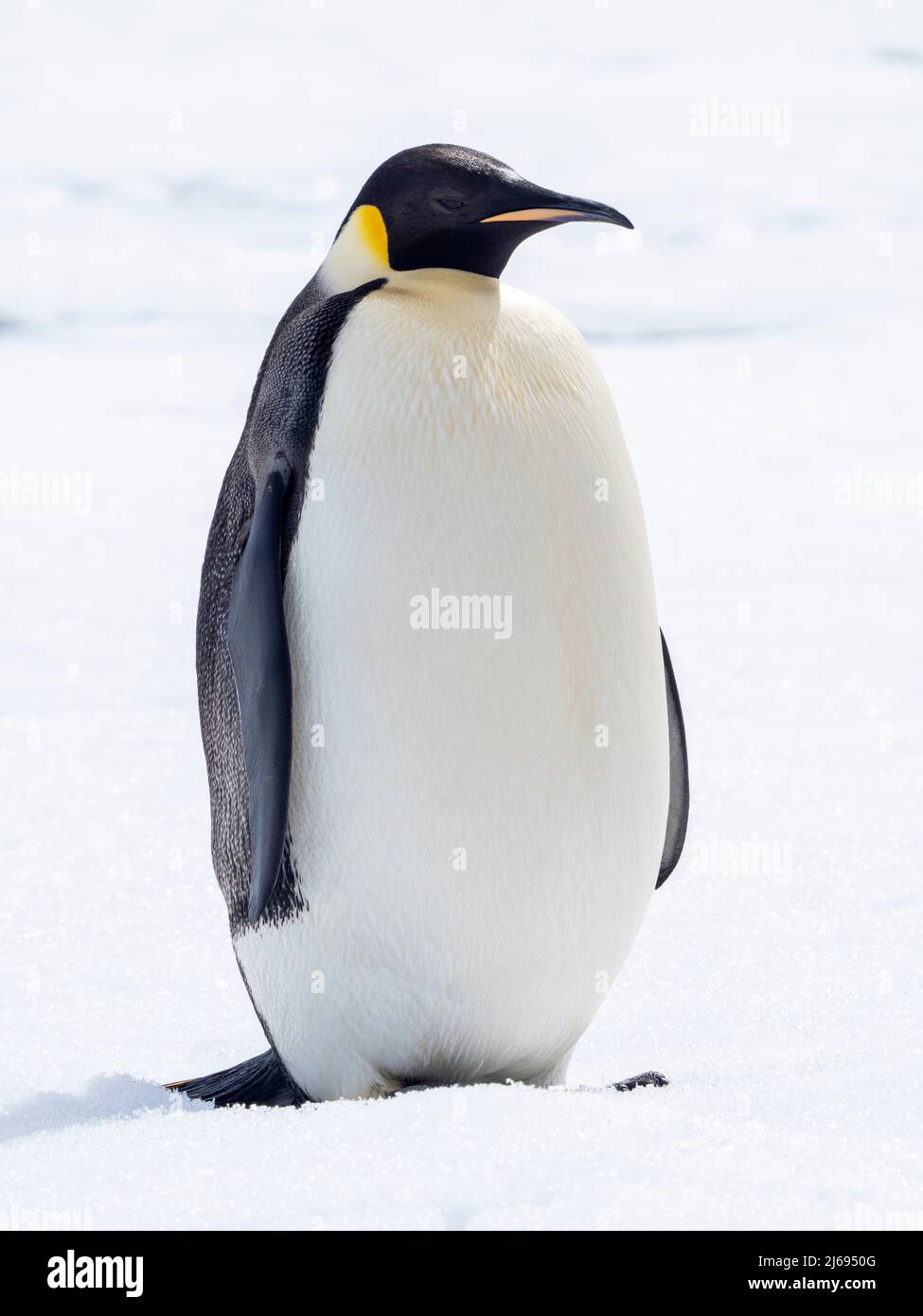 Un pinguino imperatore adulto (Appenodytes forsteri), sul ghiaccio vicino a Snow Hill Island, Weddell Mare, Antartide, regioni polari Foto Stock