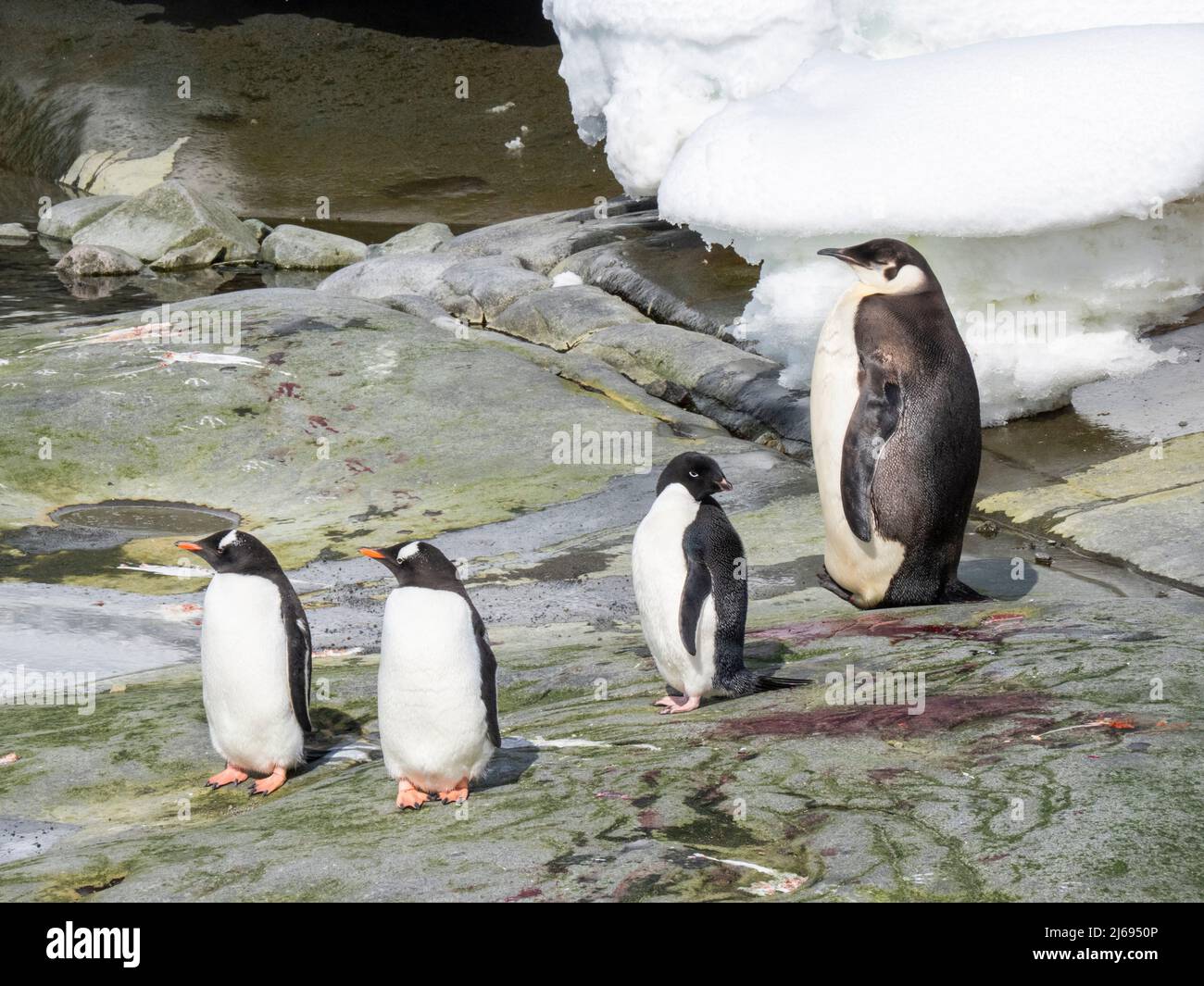 Un giovane pinguino imperatore (Appenodytes forsteri), vicino a Adelie e pinguini gentoo sull'isola di Pleneau, Antartide, regioni polari Foto Stock