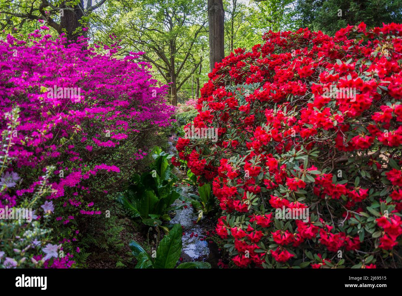 Azalea in Isabella Plantation, Richmond Park, Londra, Inghilterra, Regno Unito Foto Stock Azalea in Isabella Plantation, Richmond Park, Londra, Inghilterra, Regno Unito Foto Stock