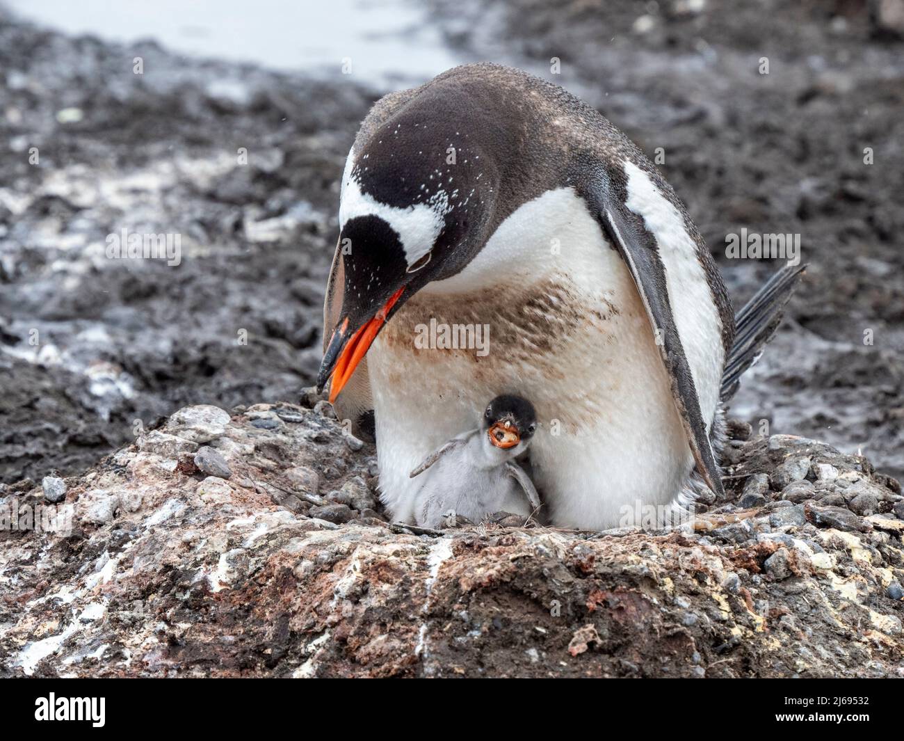 Un pinguino gentoo (Pygoscelis papua) pulcino con il suo genitore su Barrientos Island, Aitcho Island Group, Antartide, regioni polari Foto Stock