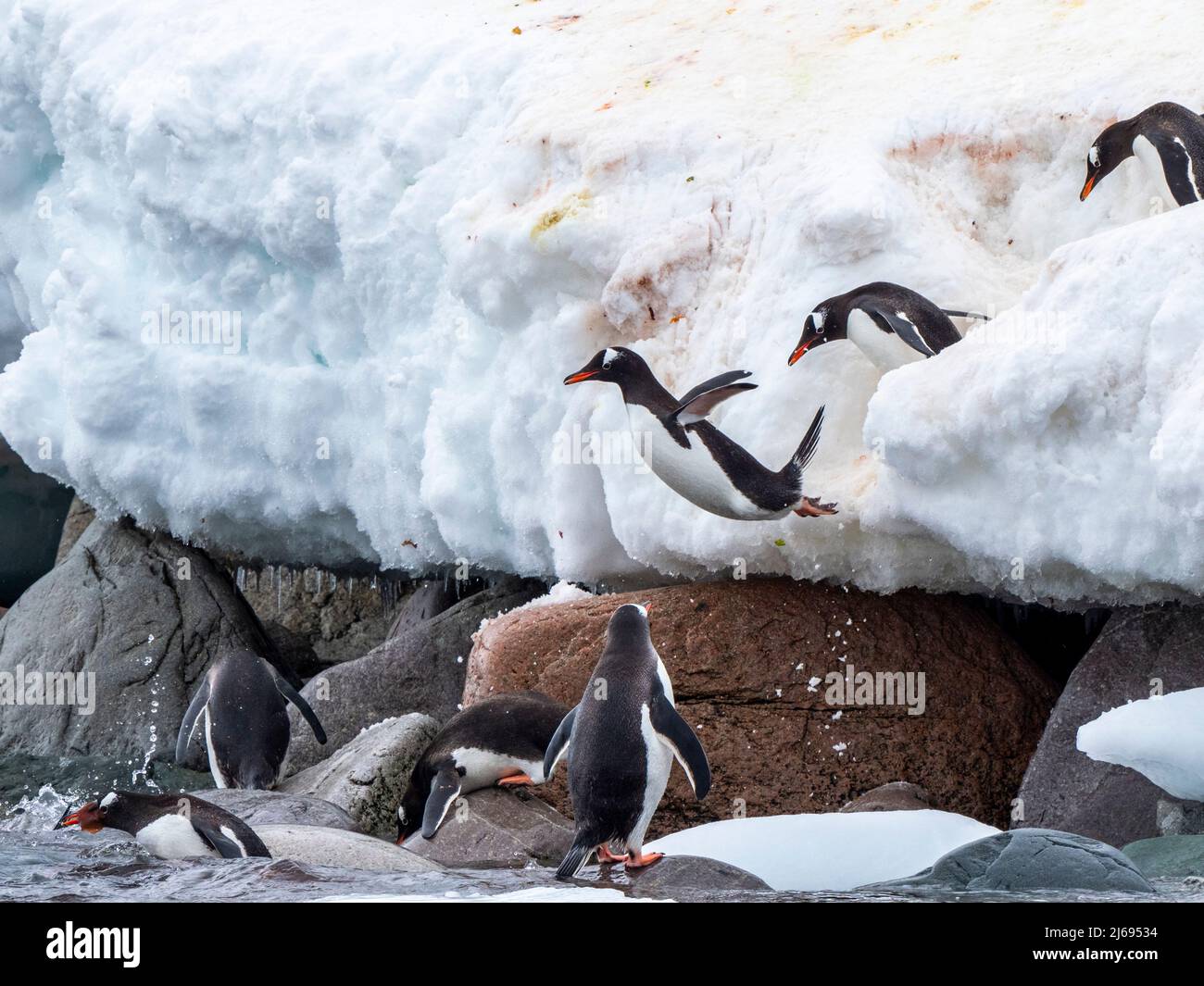 Pinguini gentoo adulti (Pygoscelis papua), che si aggira verso il mare a Danco Island, Antartide, regioni polari Foto Stock