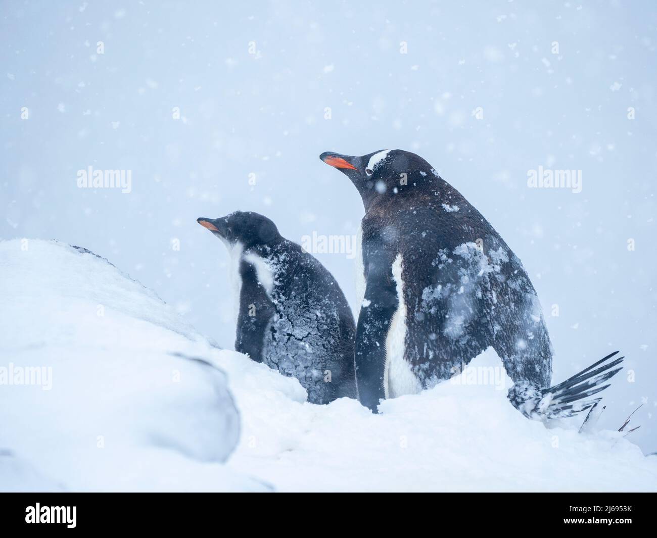 Pinguino Gentoo (Pygoscelis papua), con pulcino durante una tempesta di neve a Brown Bluff, Antartico Sound, Antartide, Polar regioni Foto Stock