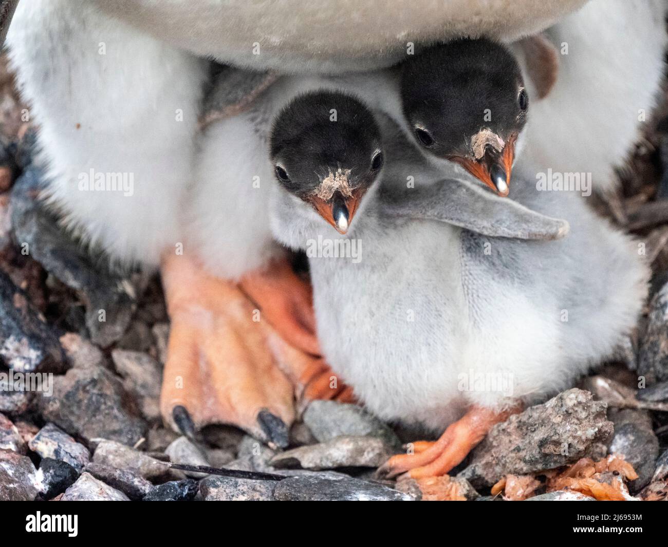 Pinguino gentoo adulto (Pygoscelis papua), con pulcini appena sfornati a Petermann Island, Antartide, regioni polari Foto Stock