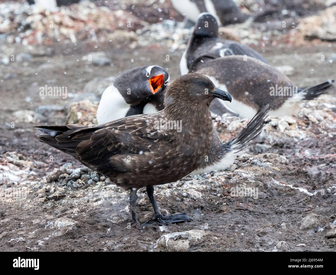 skua marrone (Stercorarius antarcticus), adulta, che molesta un pinguino gentoo sull'isola di Barrientos, Antartide, regioni polari Foto Stock