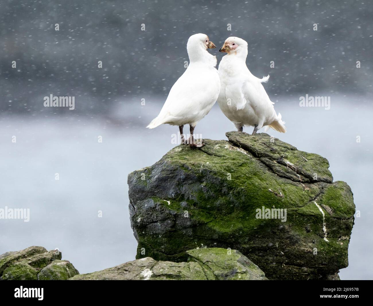 Becco da neve per adulti (Chionis albus), esposizione di corteggie sull'isola di Barrientos, Aitcho Island Group, Antartide, Polar Regions Foto Stock